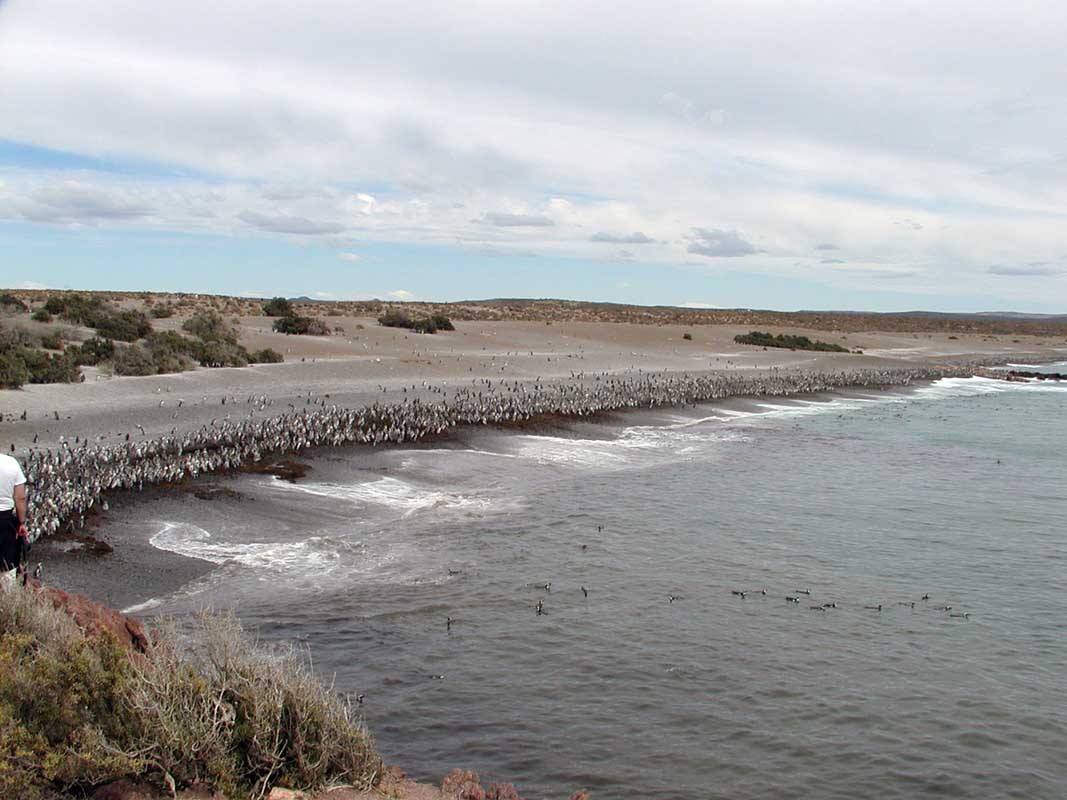 182 Punto Tombo P1010109