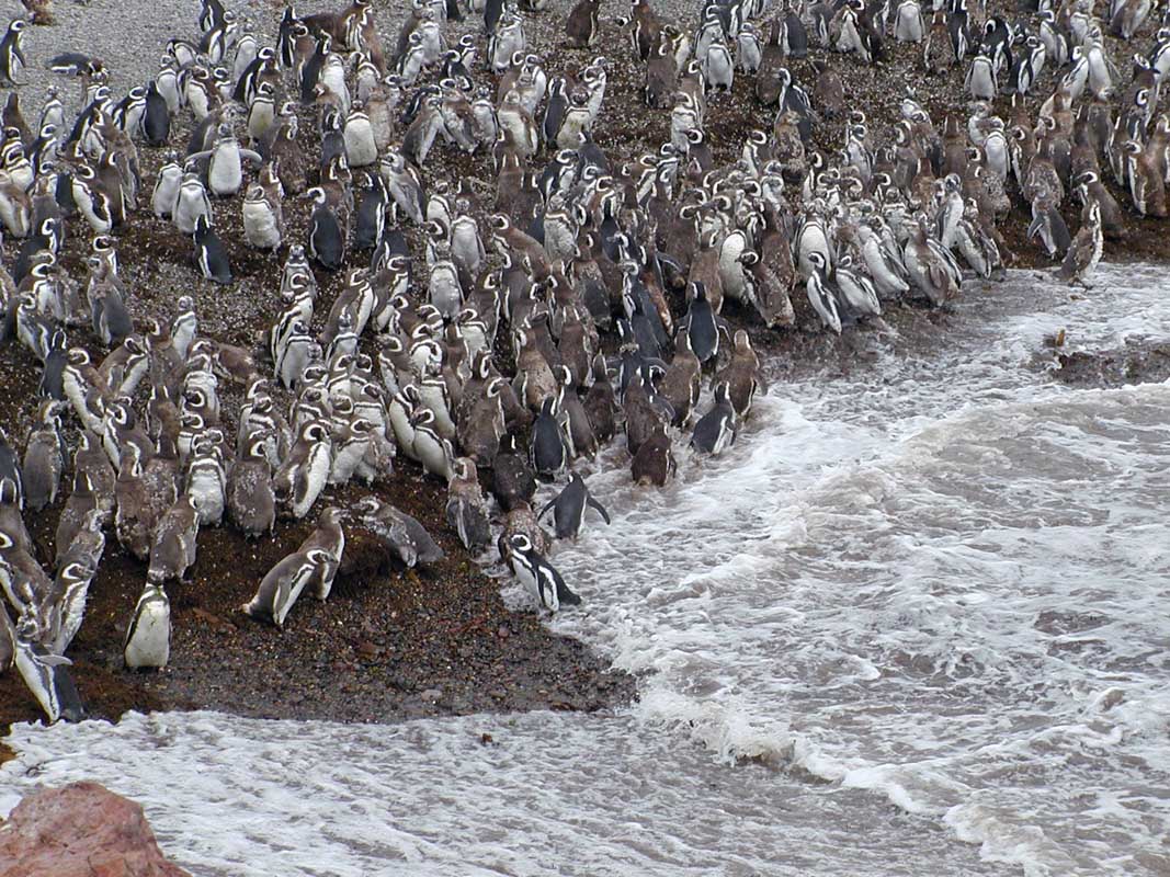 183 Punto Tombo P1010111