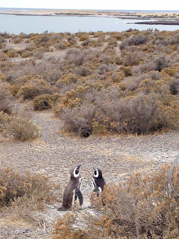 188 Punto Tombo P1010105