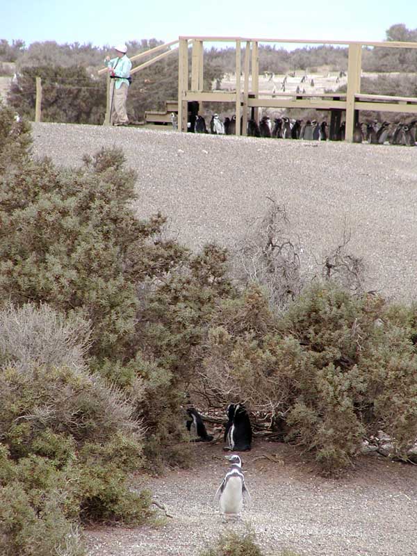 194 Punto Tombo P1010118