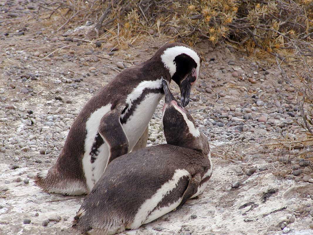 200 Punto Tombo P1010106