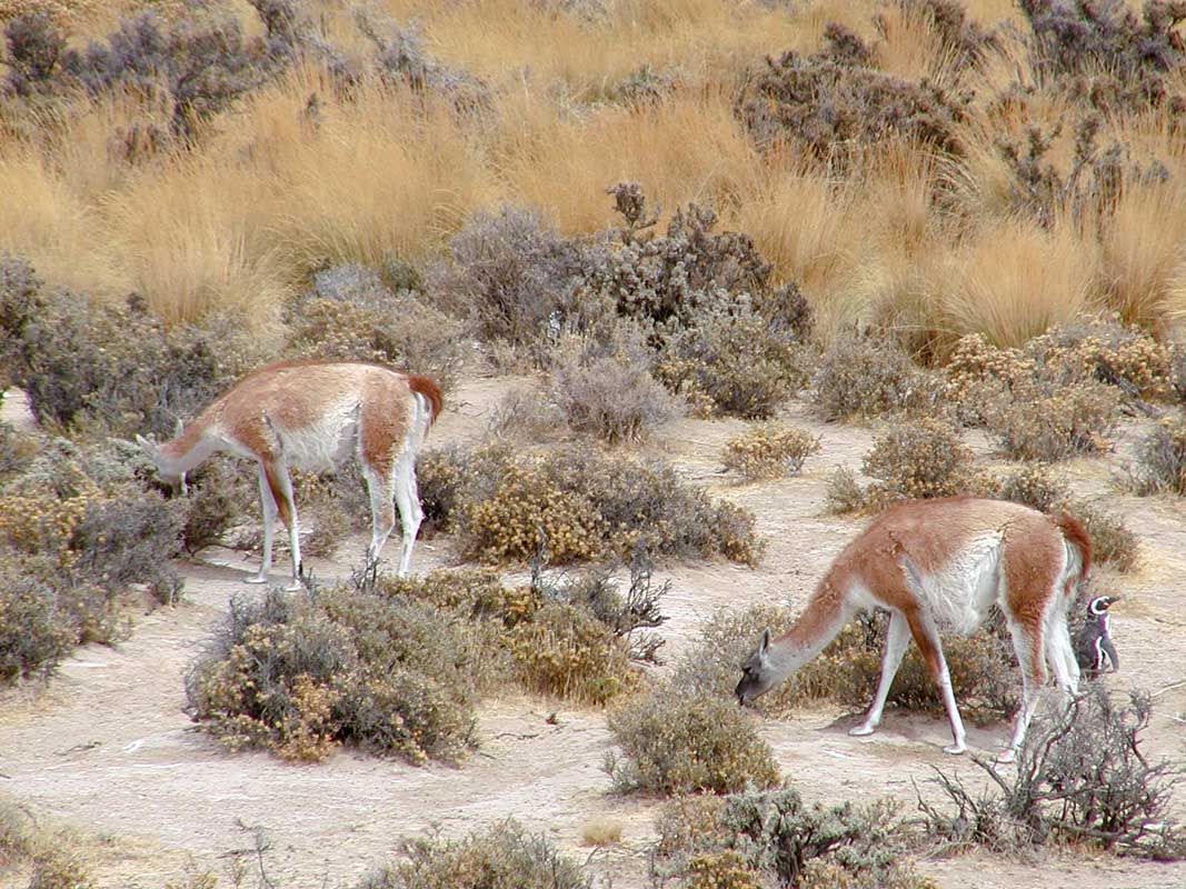 204 Punto Tombo P1010122