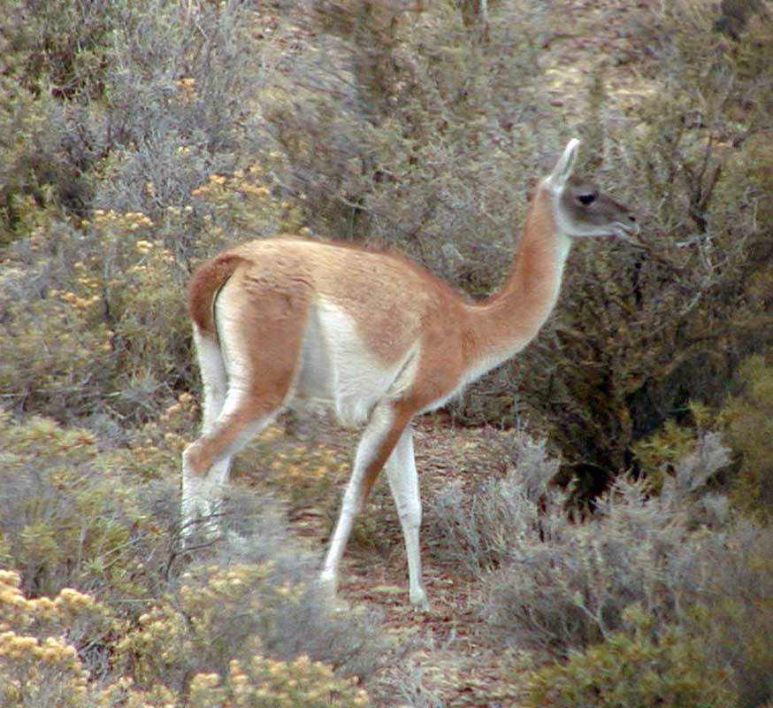 205 Punto Tombo P1010091