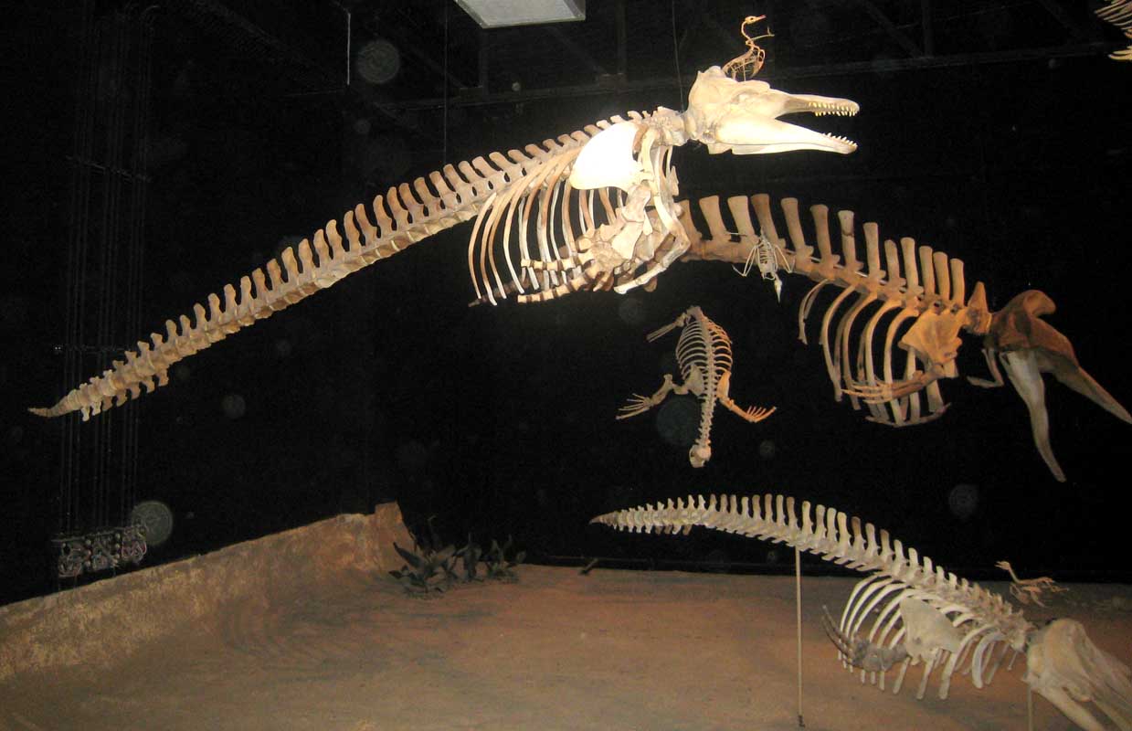 214 Museo Egidio Feruglio IMG_0231