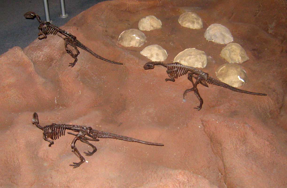 216 Museo Egidio Feruglio IMG_0218